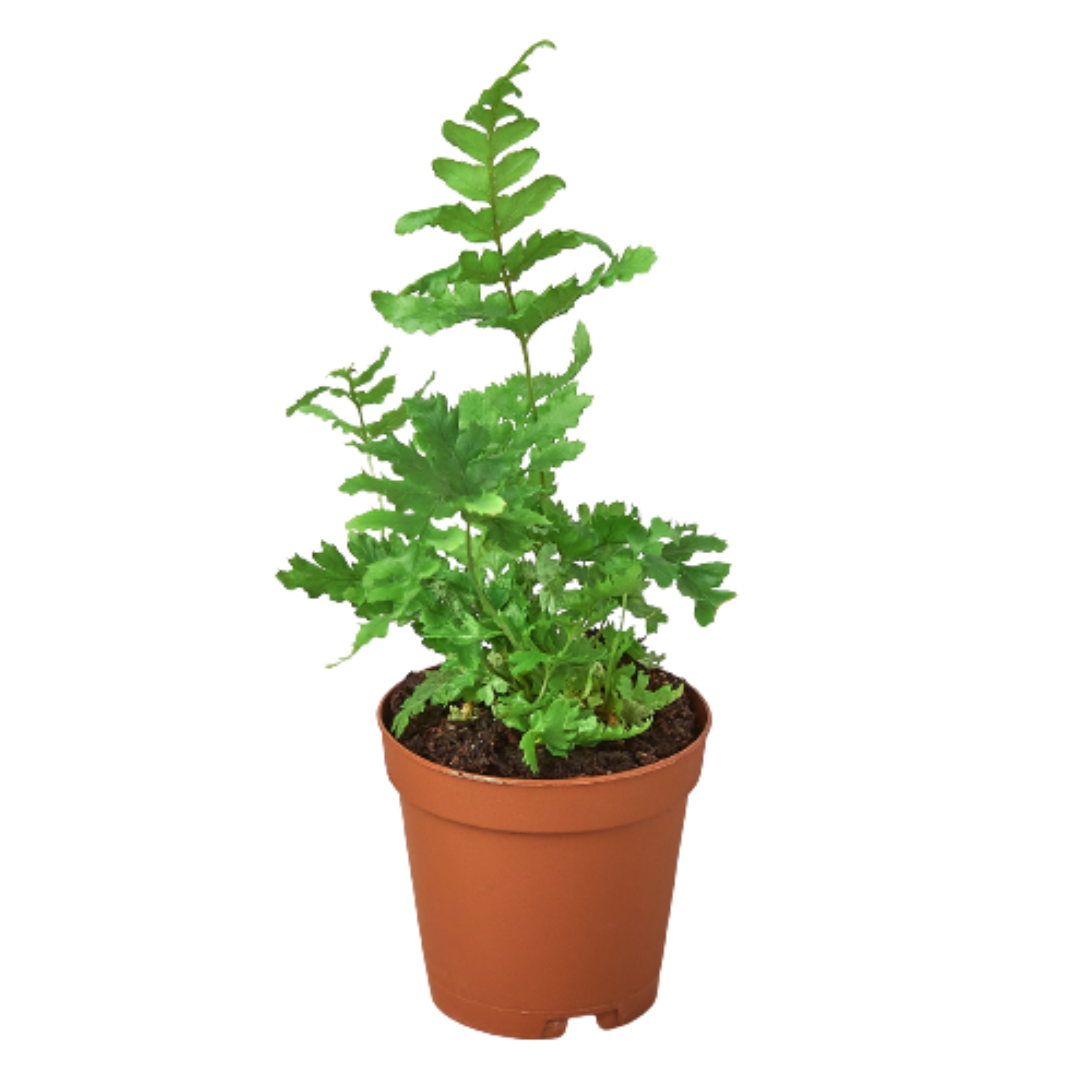 'Autumn' Fern - Holiday Corner