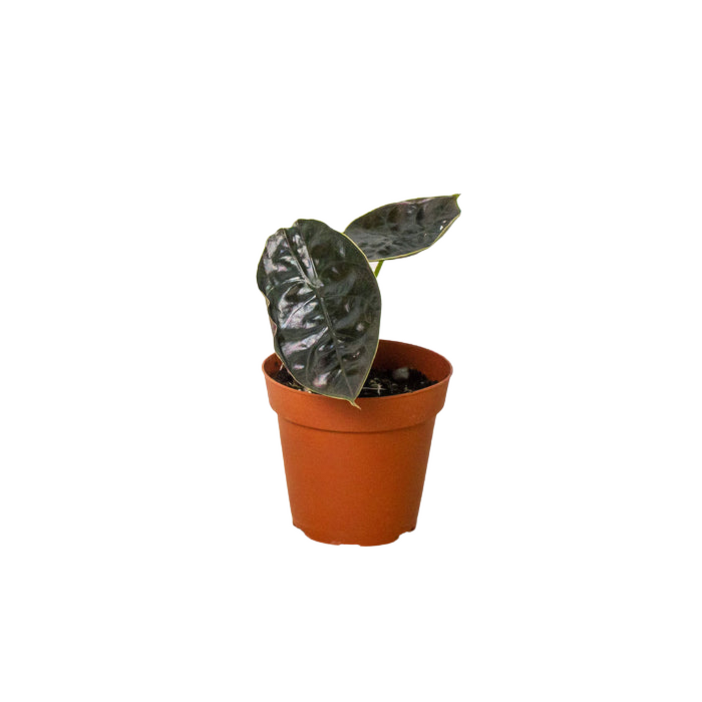 Alocasia 'Red Mambo' - 4" Pot - Holiday Corner