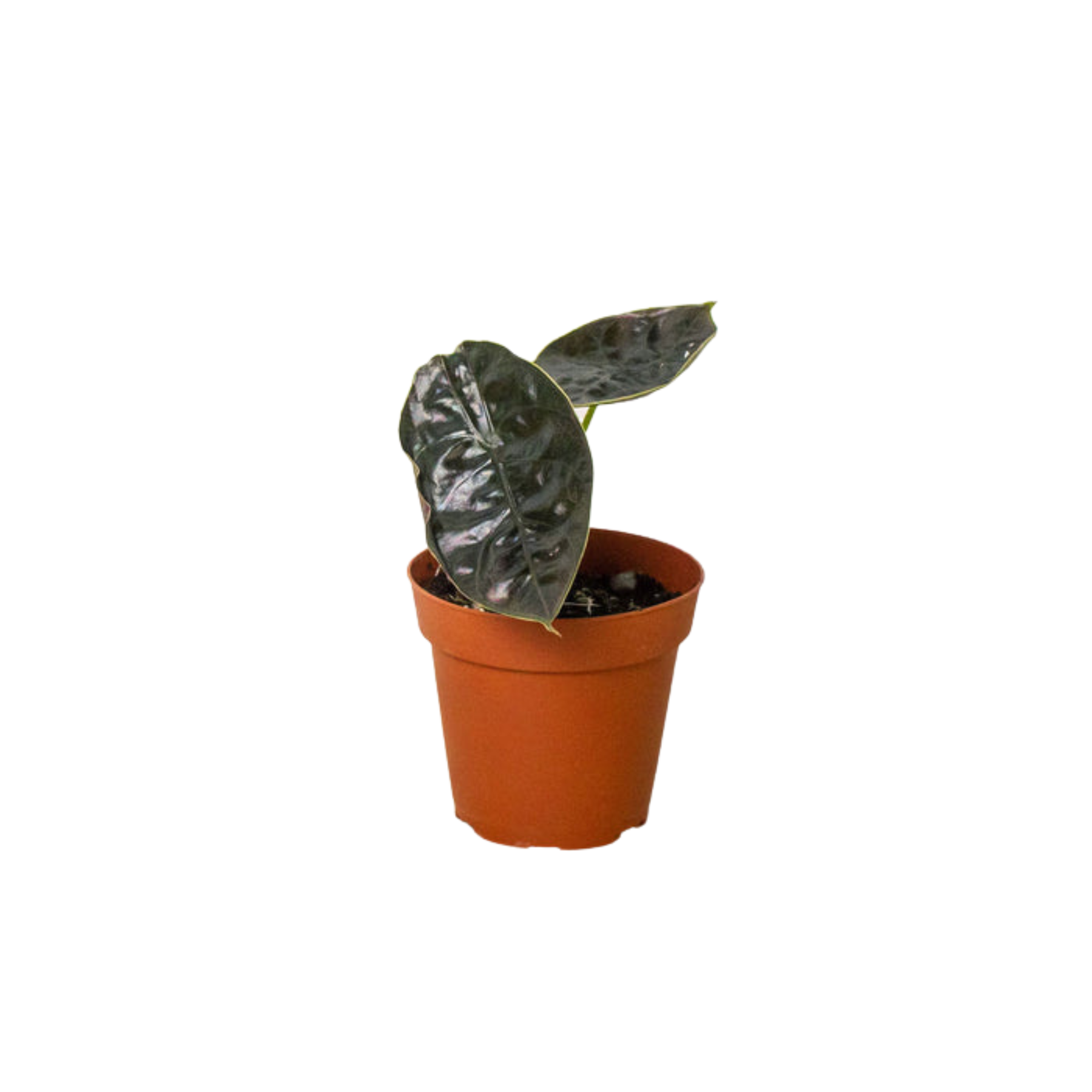 Alocasia 'Red Mambo' - 4" Pot - Holiday Corner