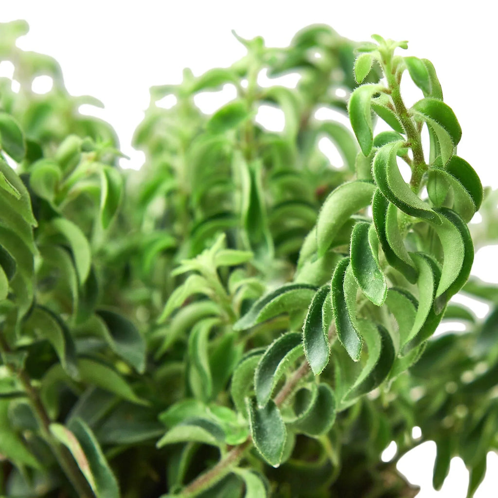Curly Lipstick Plant - Holiday Corner