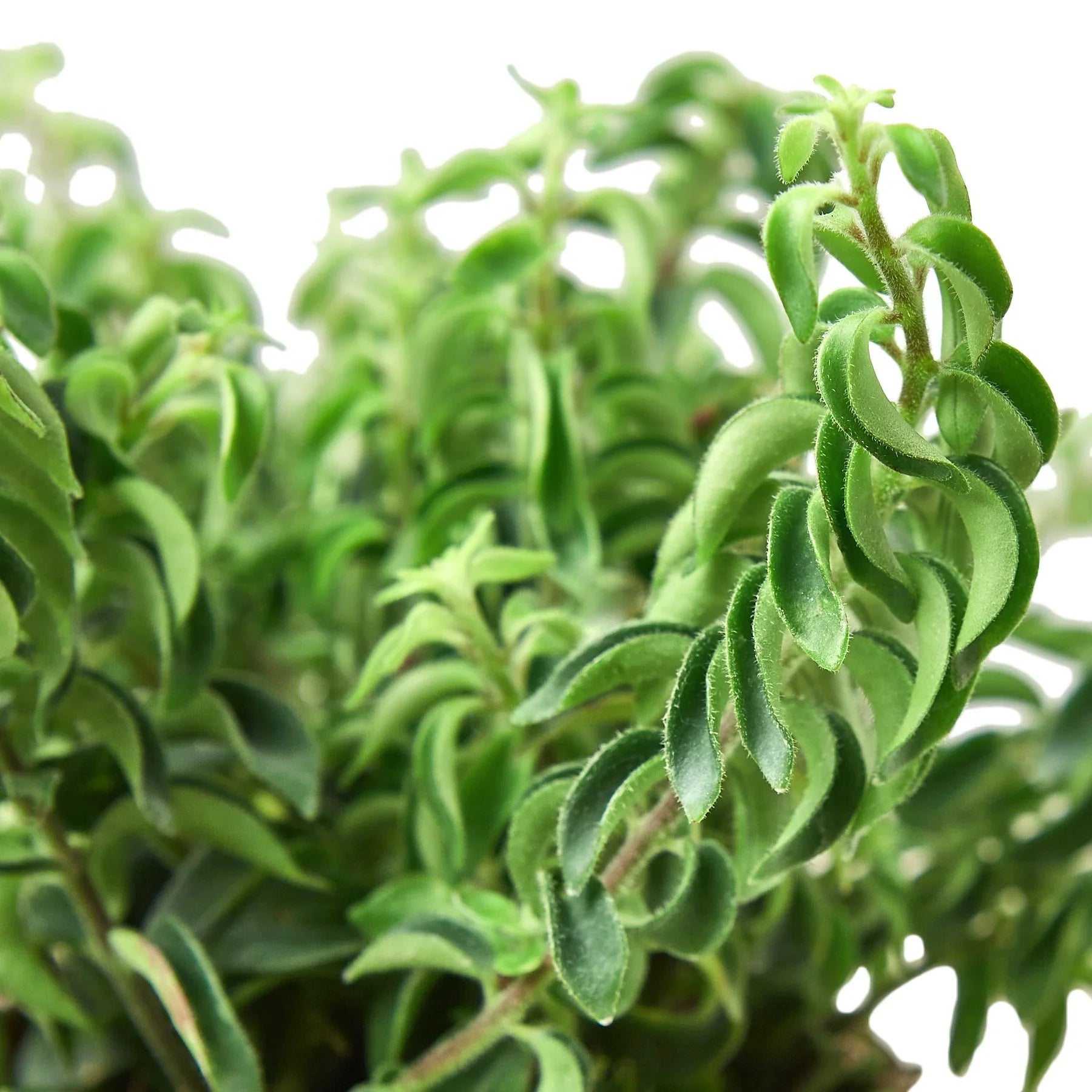 Curly Lipstick Plant - Holiday Corner
