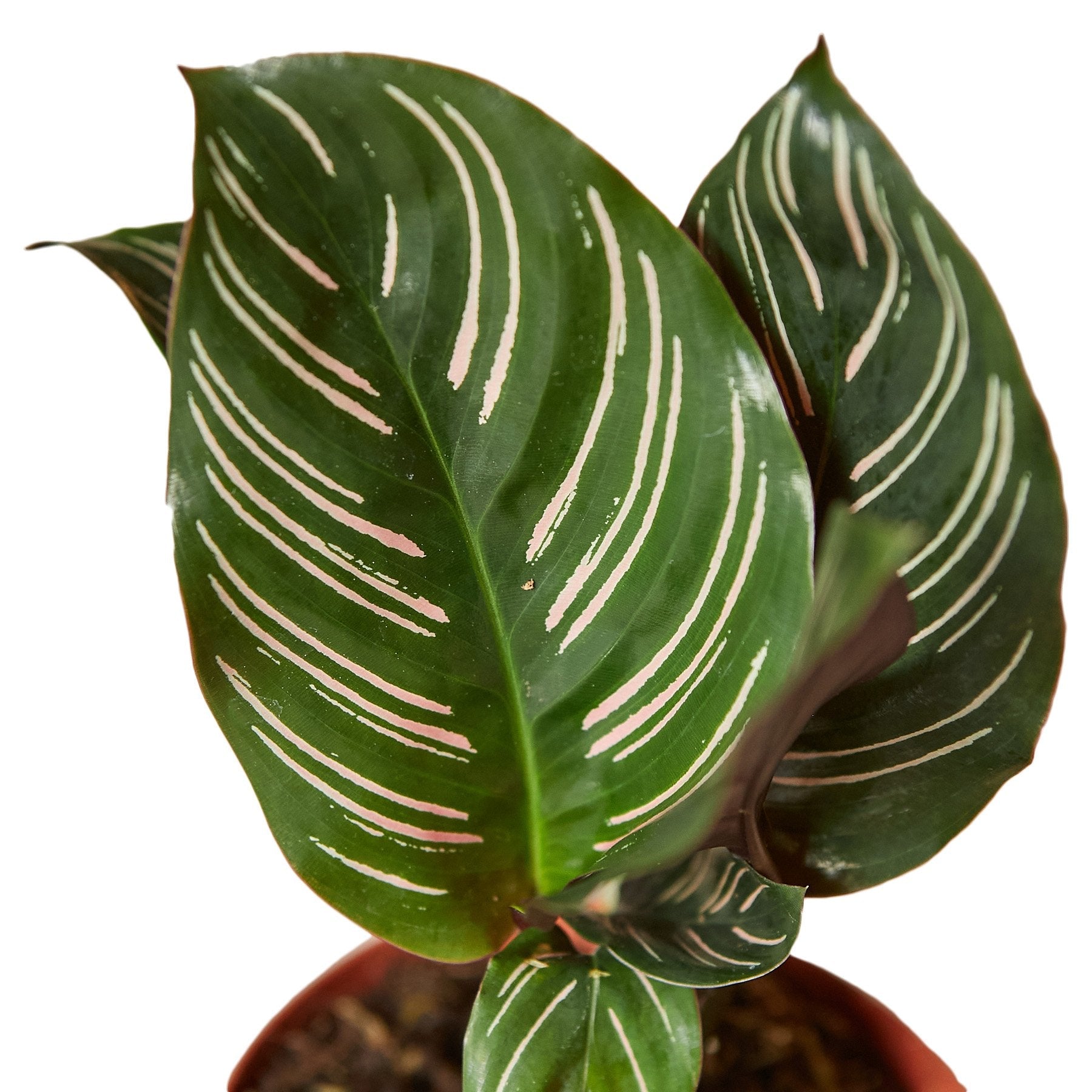 Calathea 'Ornata' - Holiday Corner