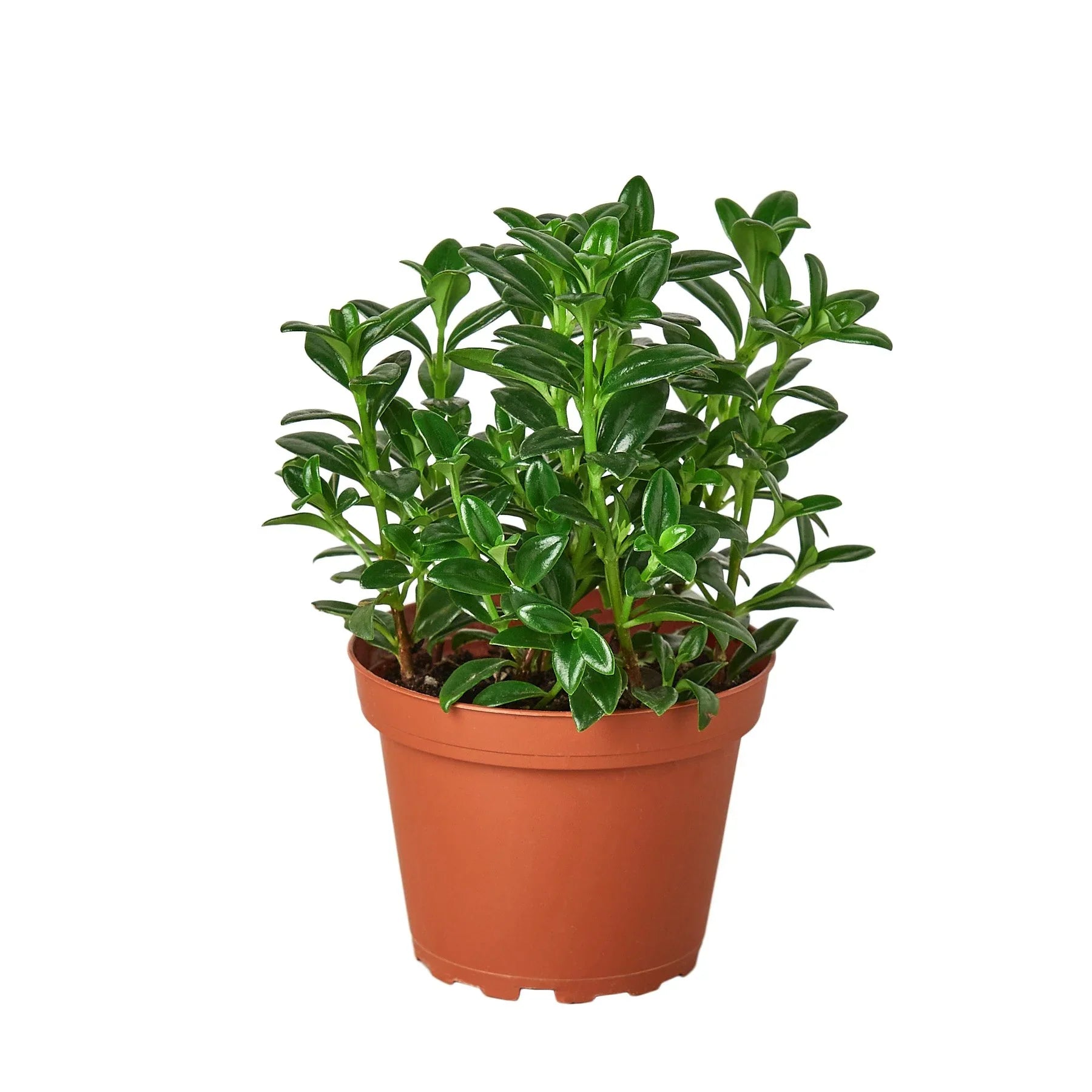 Nemetanthus Candy Corn Plant 'Brazilian Firecracker' - Holiday Corner