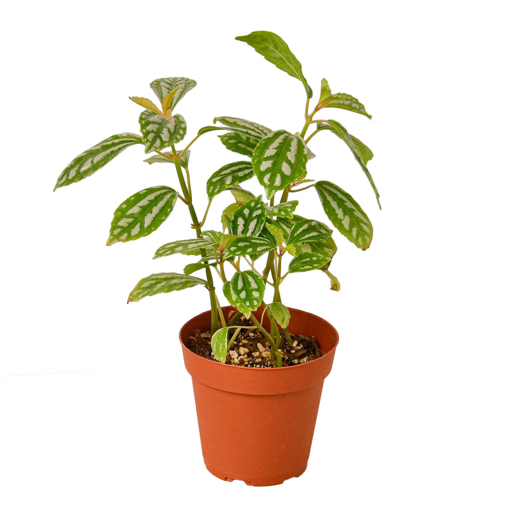 Pilea 'Aluminum' - Holiday Corner