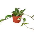 Hoya Carnosa 'Tricolor' - 4" Pot - NURSERY POT ONLY - Holiday Corner
