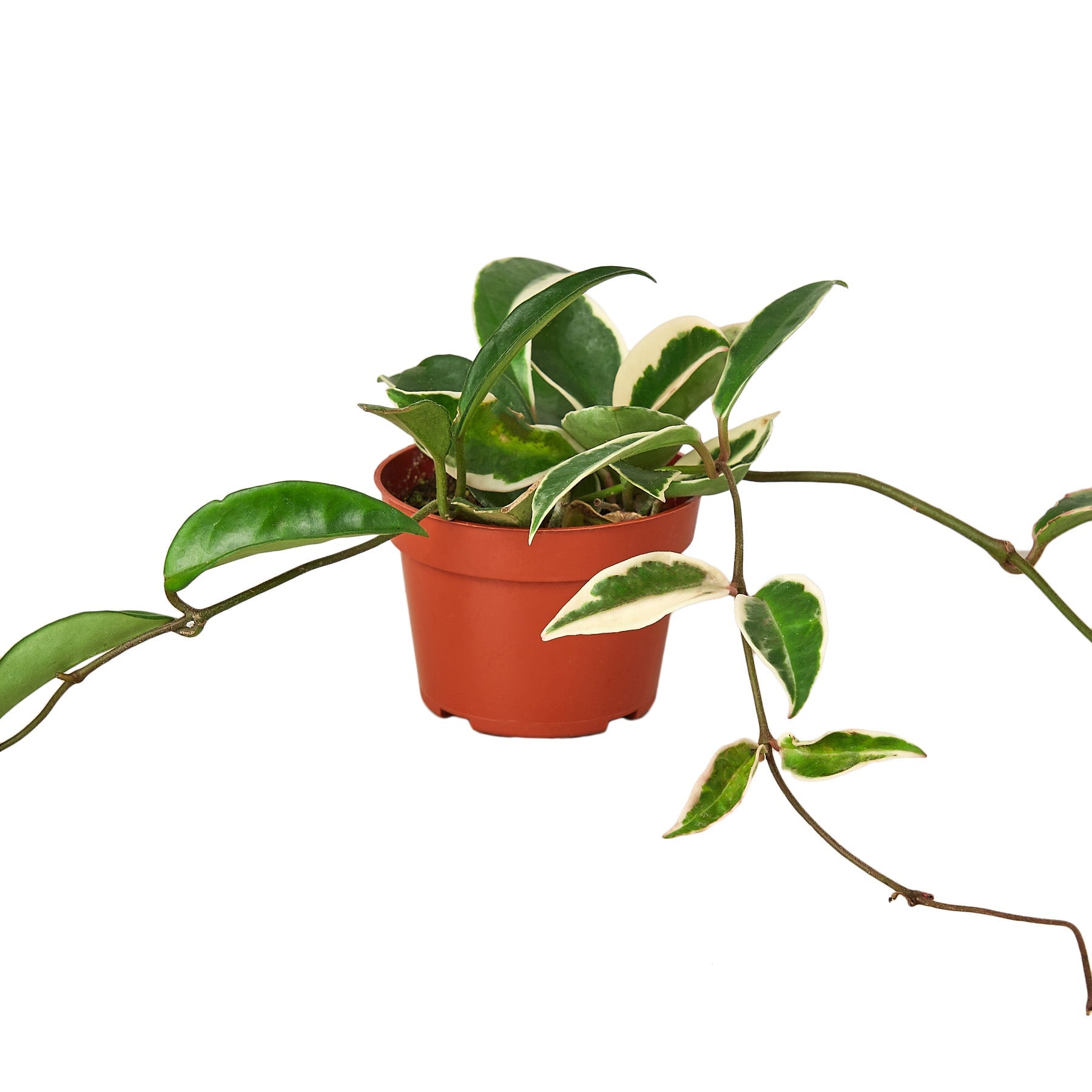 Hoya Carnosa 'Tricolor' - 4" Pot - NURSERY POT ONLY - Holiday Corner
