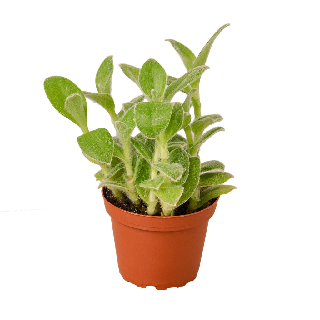 Tradescantia White Velvet - Holiday Corner