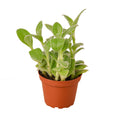 Tradescantia White Velvet - Holiday Corner