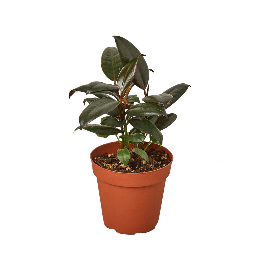 Ficus Elastica 'Burgundy' - Holiday Corner