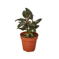 Ficus Elastica 'Burgundy' - 4" Pot - NURSERY POT ONLY - Holiday Corner