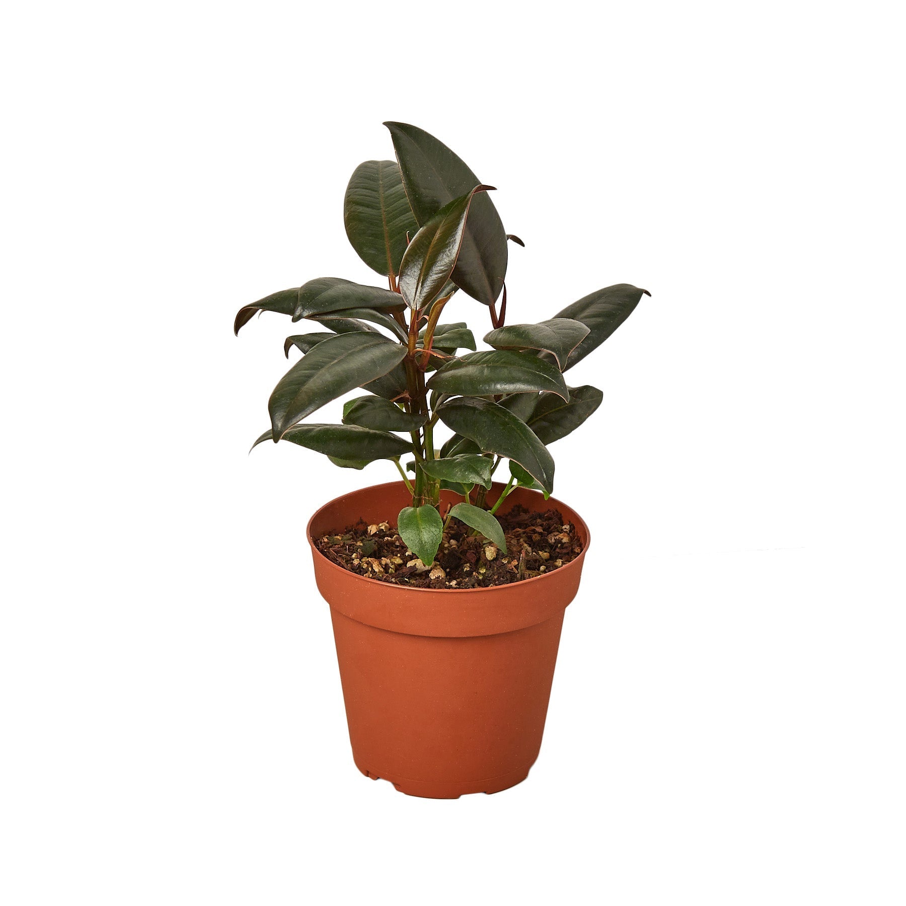 Ficus Elastica 'Burgundy' - 4" Pot - NURSERY POT ONLY - Holiday Corner