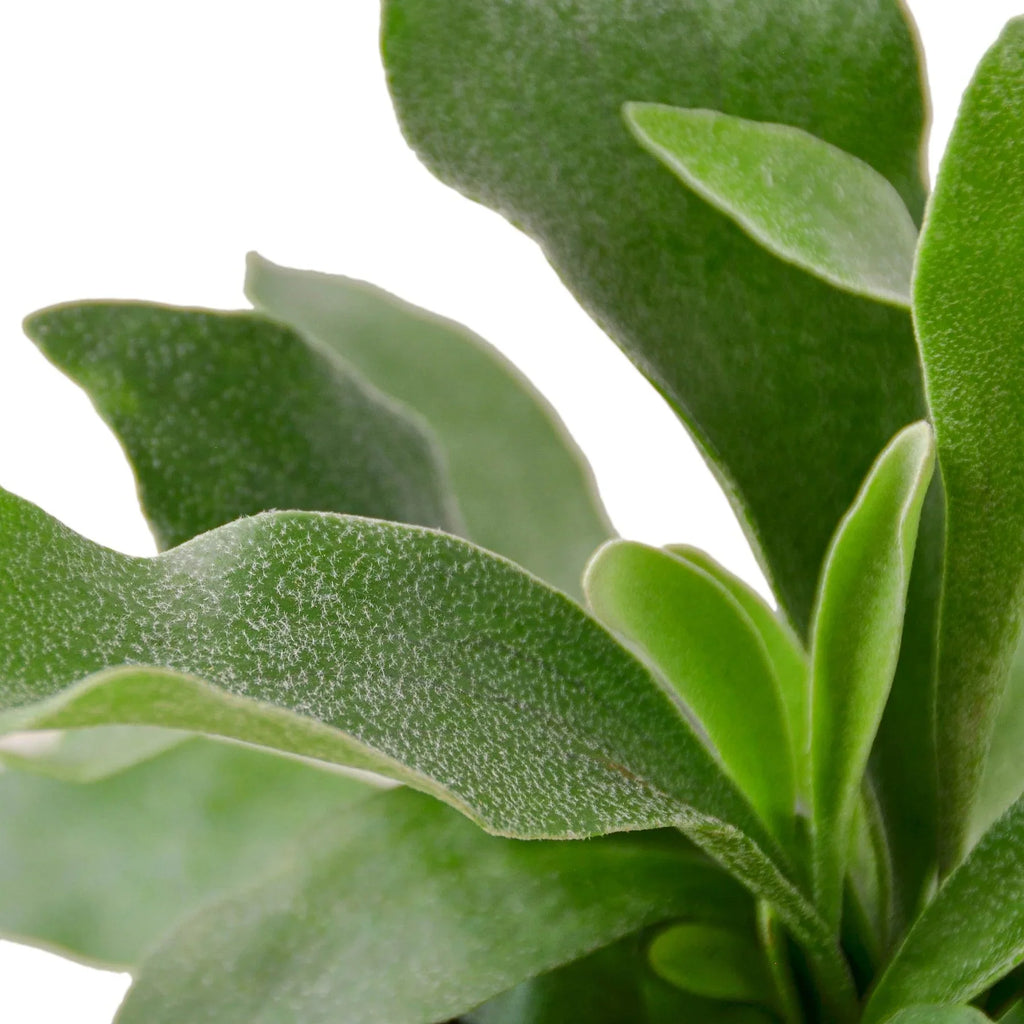 Staghorn Fern - Holiday Corner