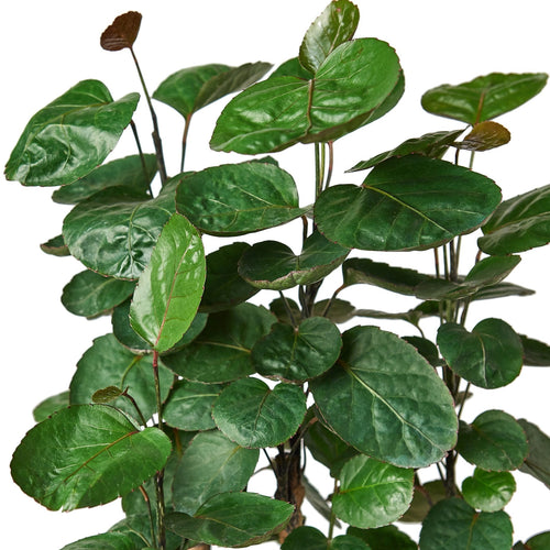 Aralia Fabian Stump 'Polyscias Scutellaria' (Copy) - Holiday Corner