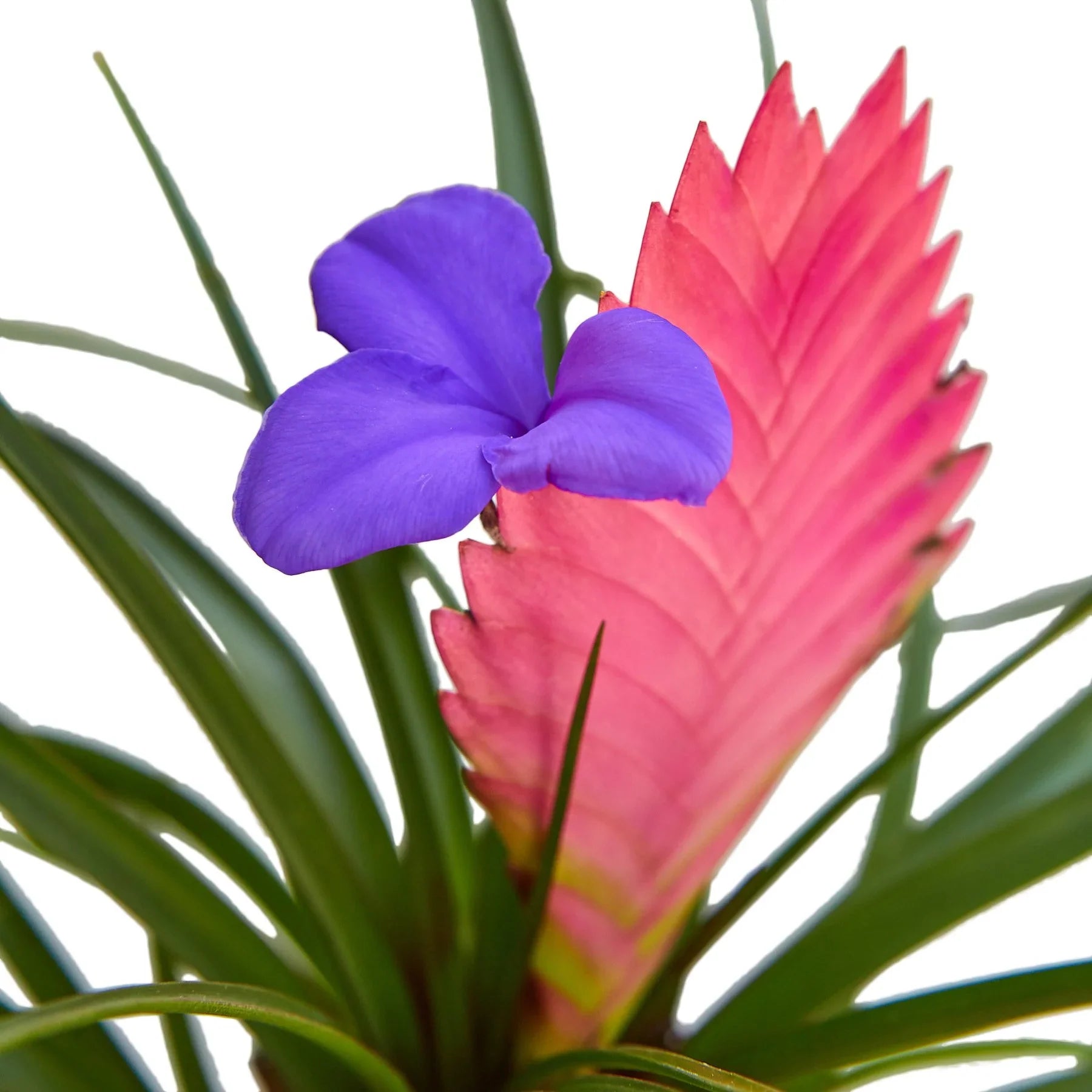 Bromeliad Cyanea 'Pink Quill' - Holiday Corner