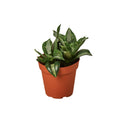 Snake Plant Silver Streak - Holiday Corner