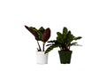 2 Calathea Plants Variety Pack in 4" Pots - Holiday Corner