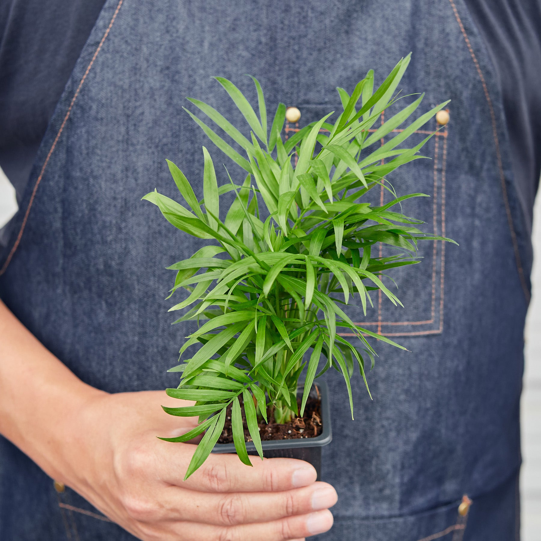 3" Tropical Plant Variety Bundle - Holiday Corner