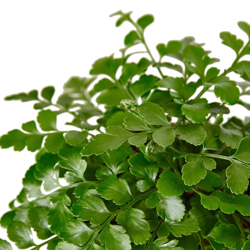 Austral Gem Fern - Holiday Corner