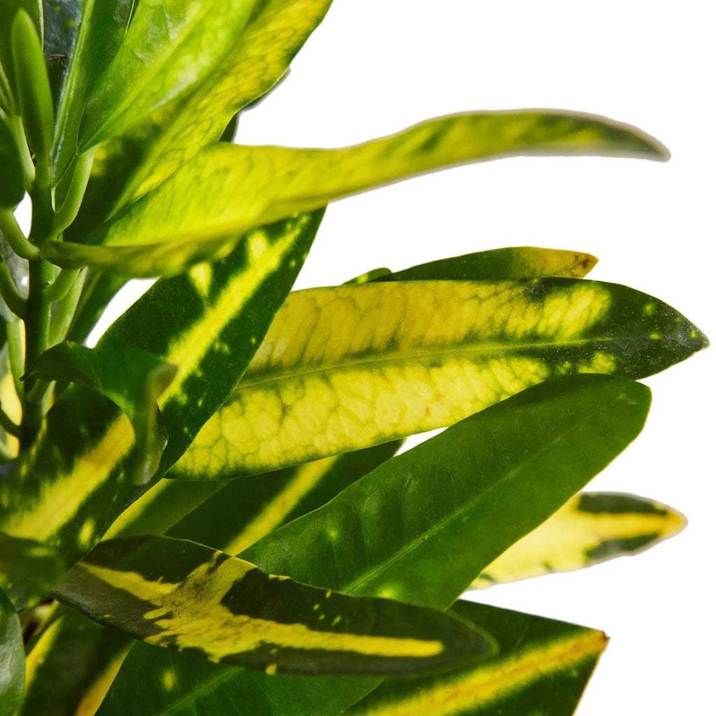 Croton 'Sunny Star' - Holiday Corner
