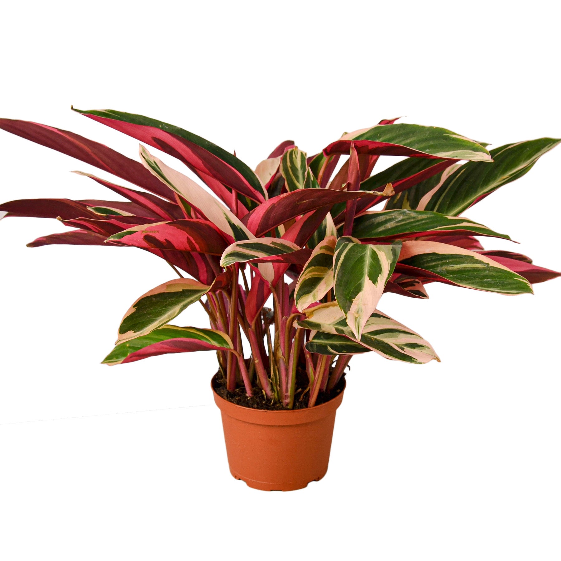 Stromanthe Triostar - Holiday Corner