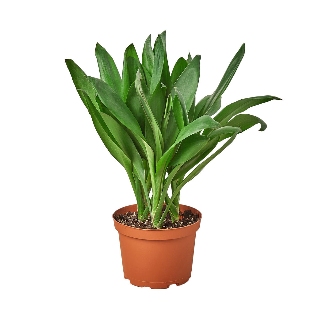Cordyline Glauca - Holiday Corner