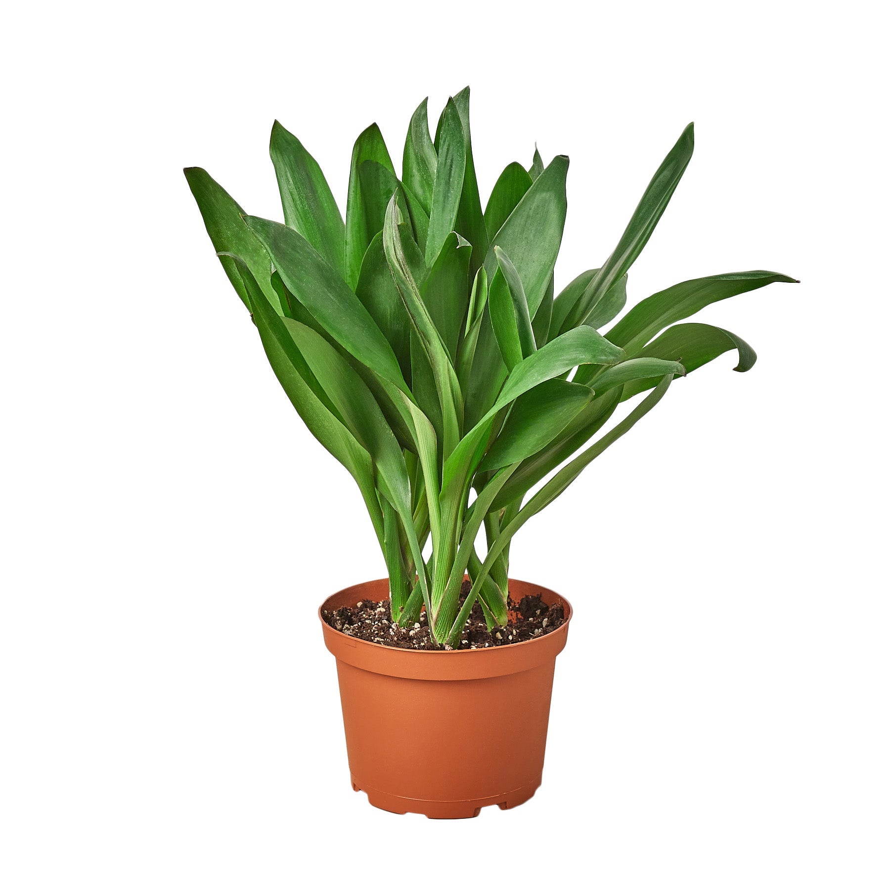 Cordyline Glauca - Holiday Corner