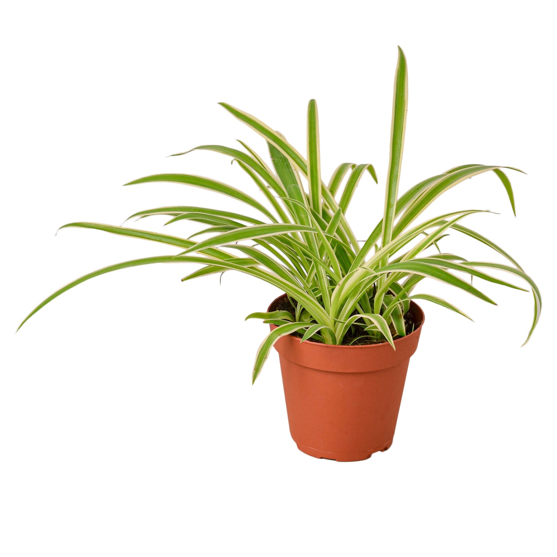 Spider Plant Reverse - Holiday Corner