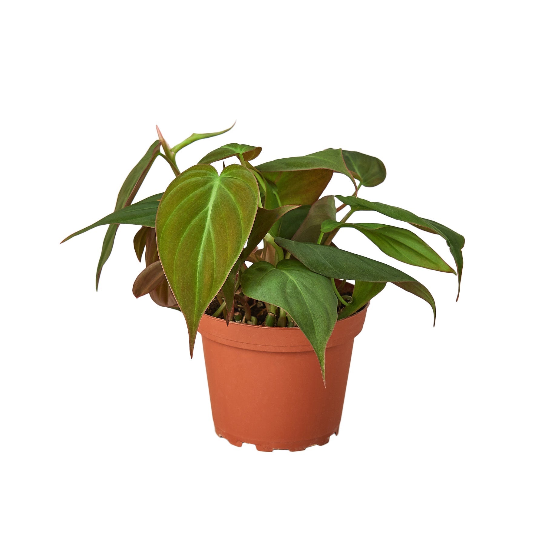 Philodendron 'Velvet' - Holiday Corner
