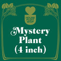 Mystery Pet-Friendly House Plant - Holiday Corner