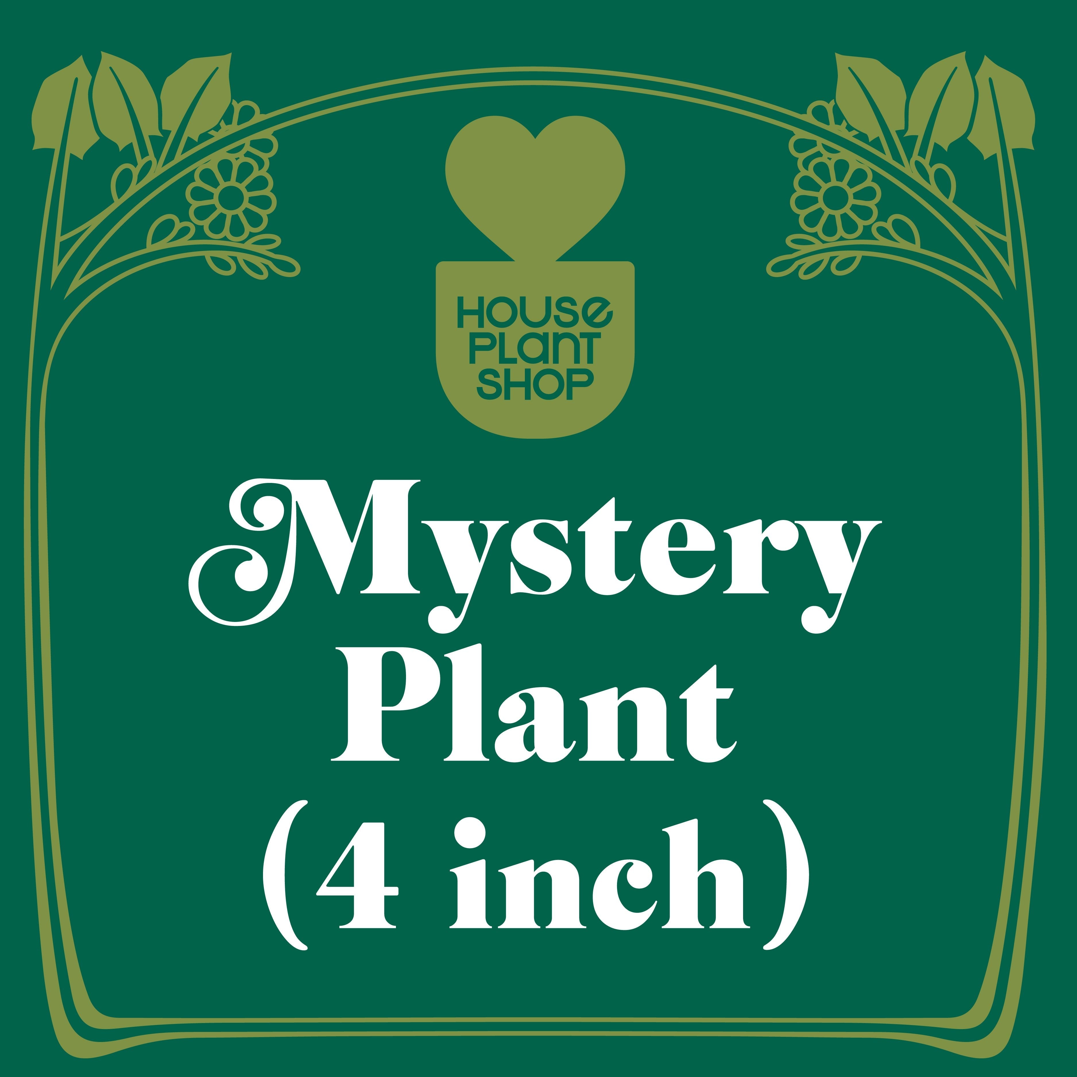 Mystery Pet-Friendly House Plant - Holiday Corner