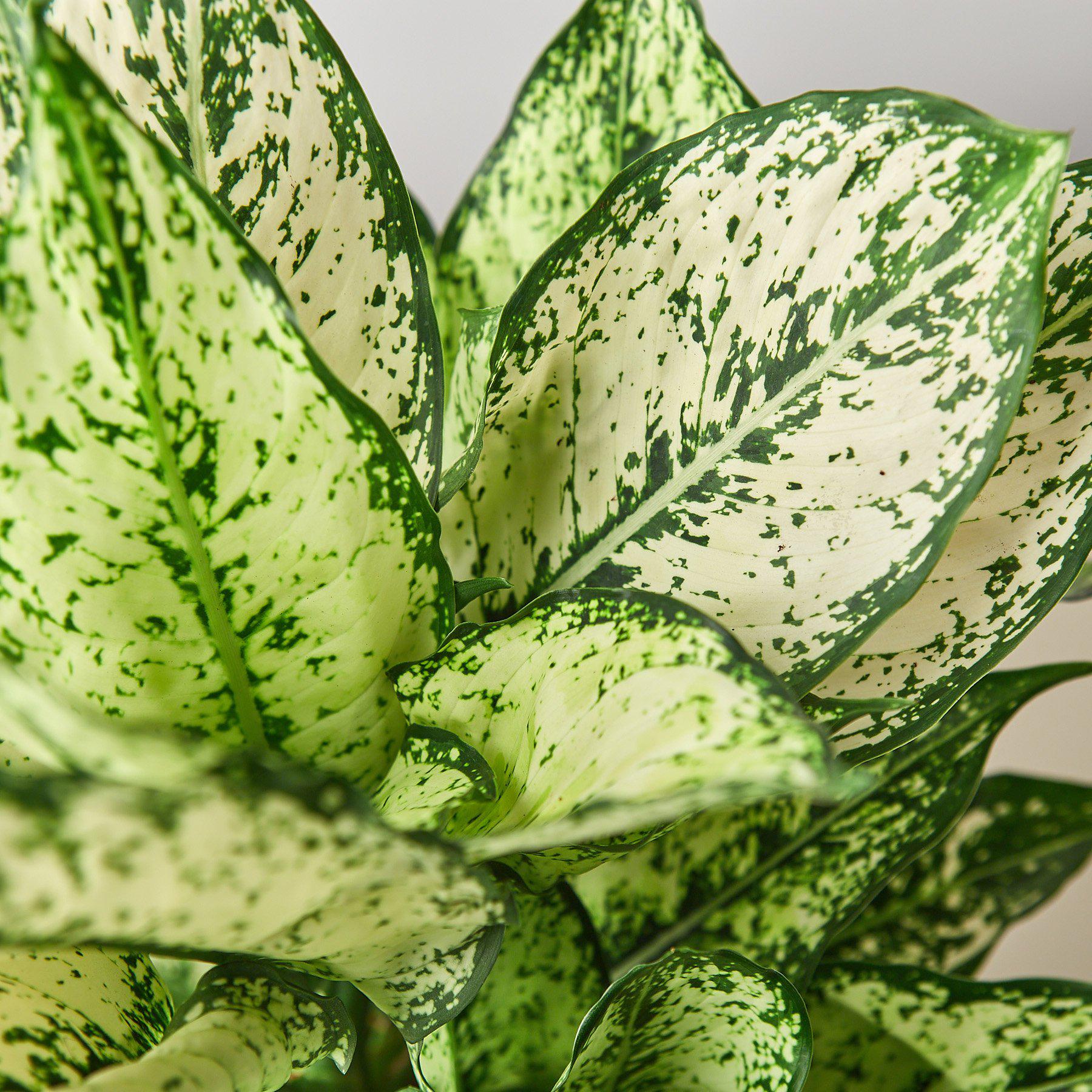 Chinese Evergreen 'First Diamond' - Holiday Corner