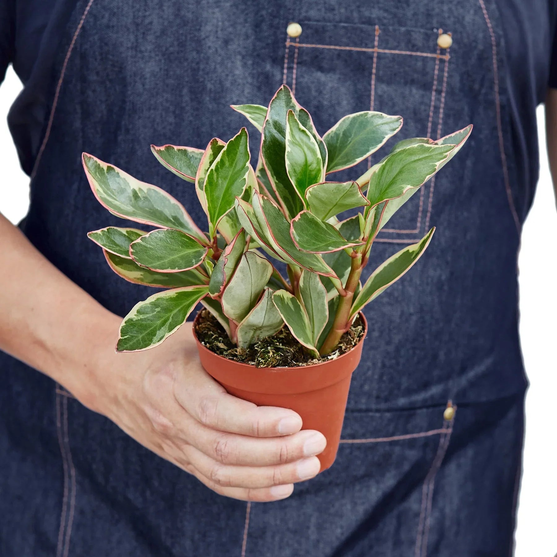 Peperomia 'Ginny' - Holiday Corner