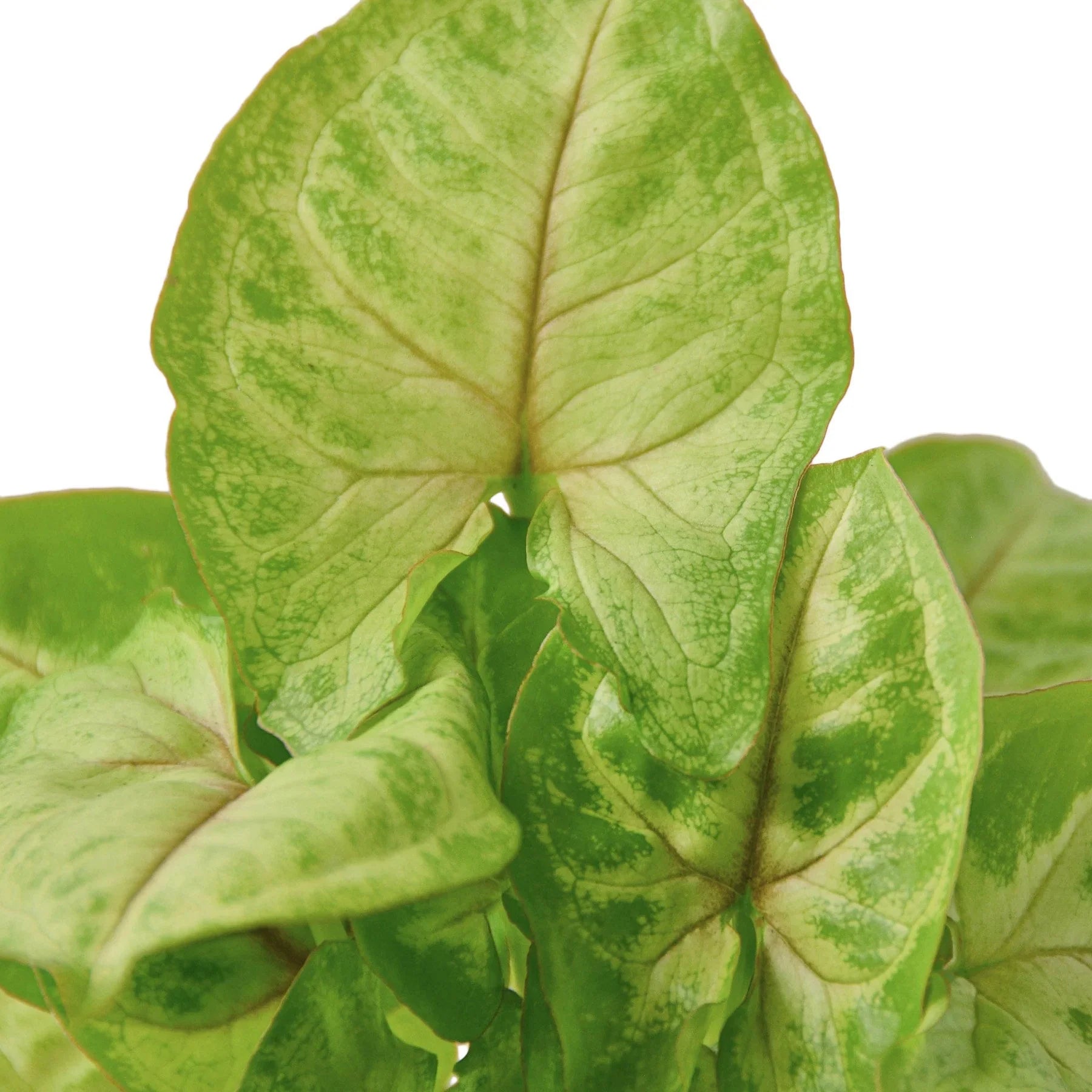 Syngonium Gold -  4" Pot - Holiday Corner