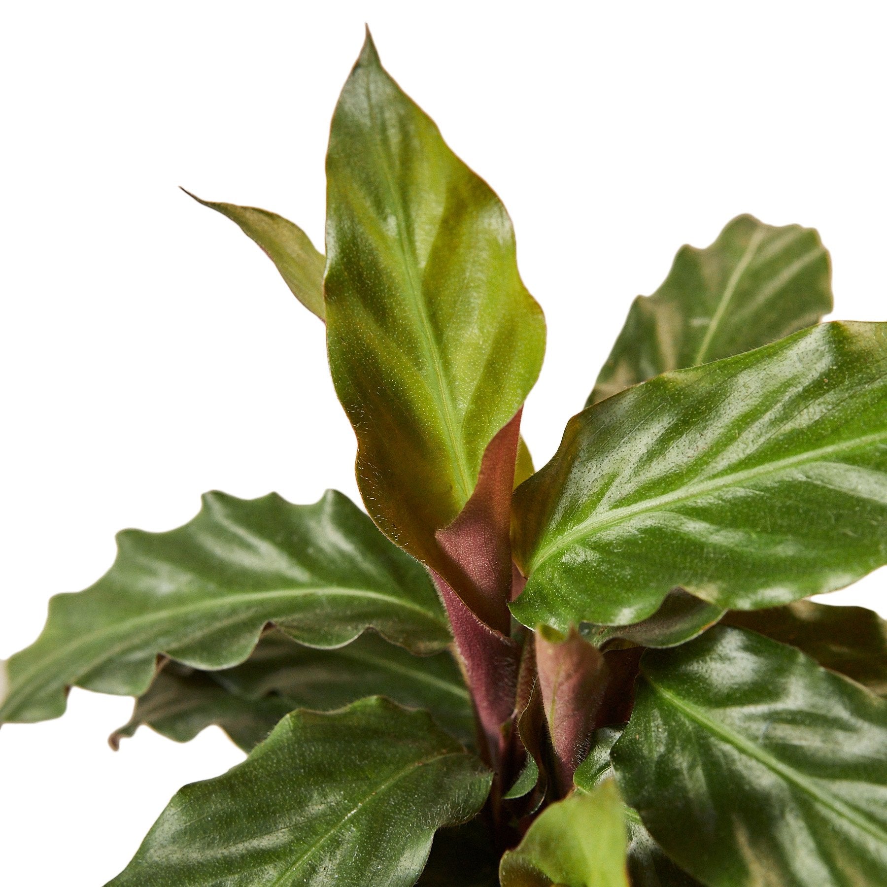 Calathea Rufibarba 'Furry Feather' - Holiday Corner