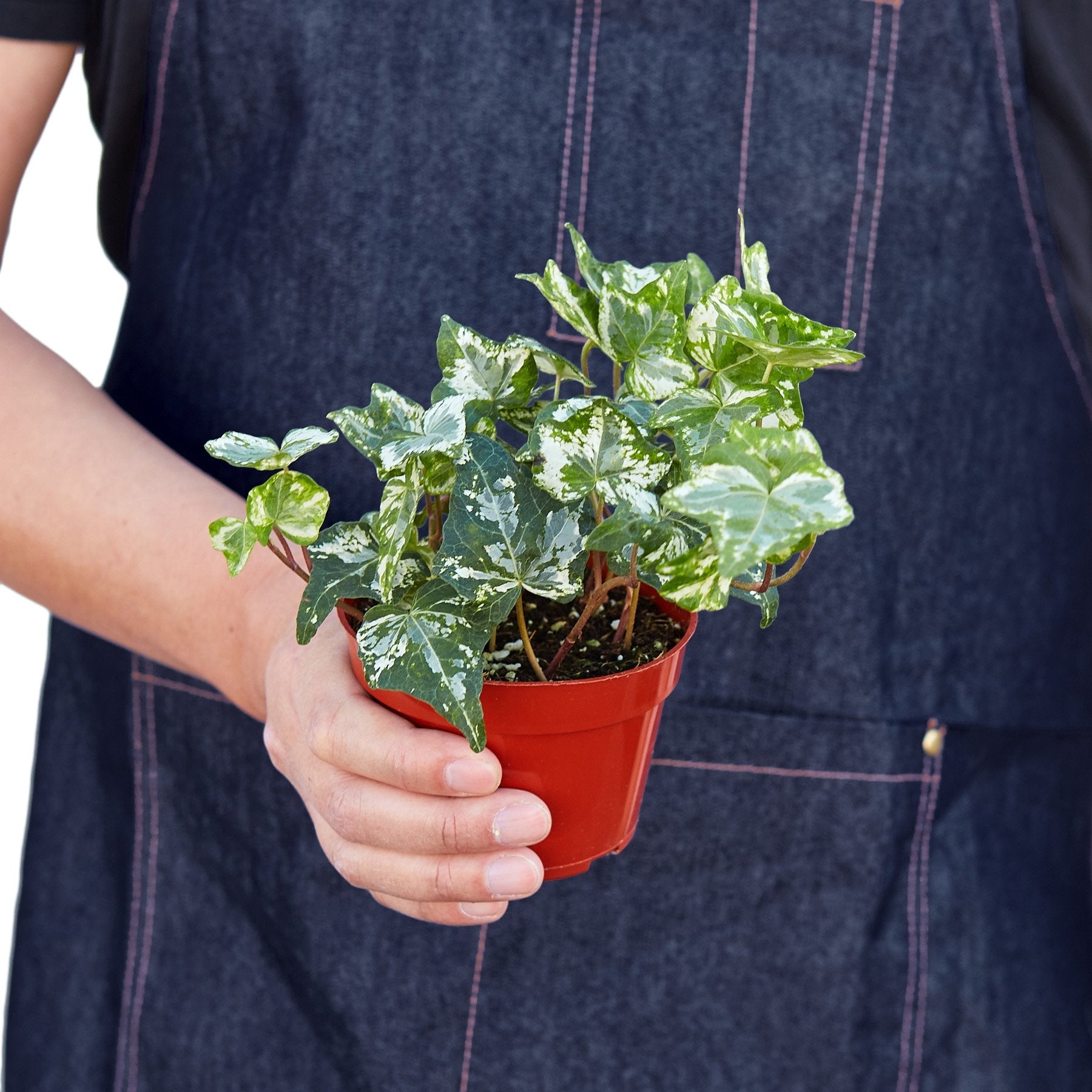 English Ivy 'Kolibre' - Holiday Corner