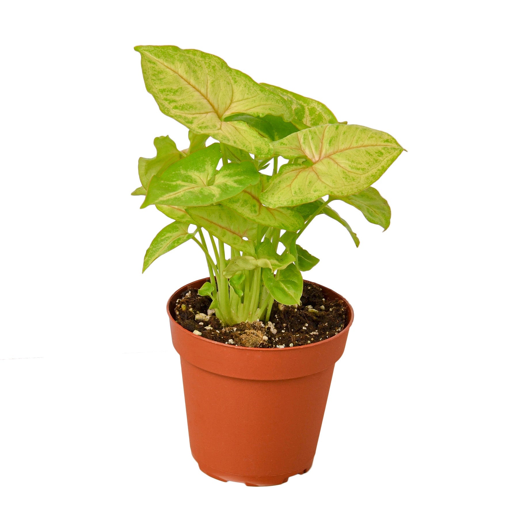 Syngonium Gold -  4" Pot - Holiday Corner