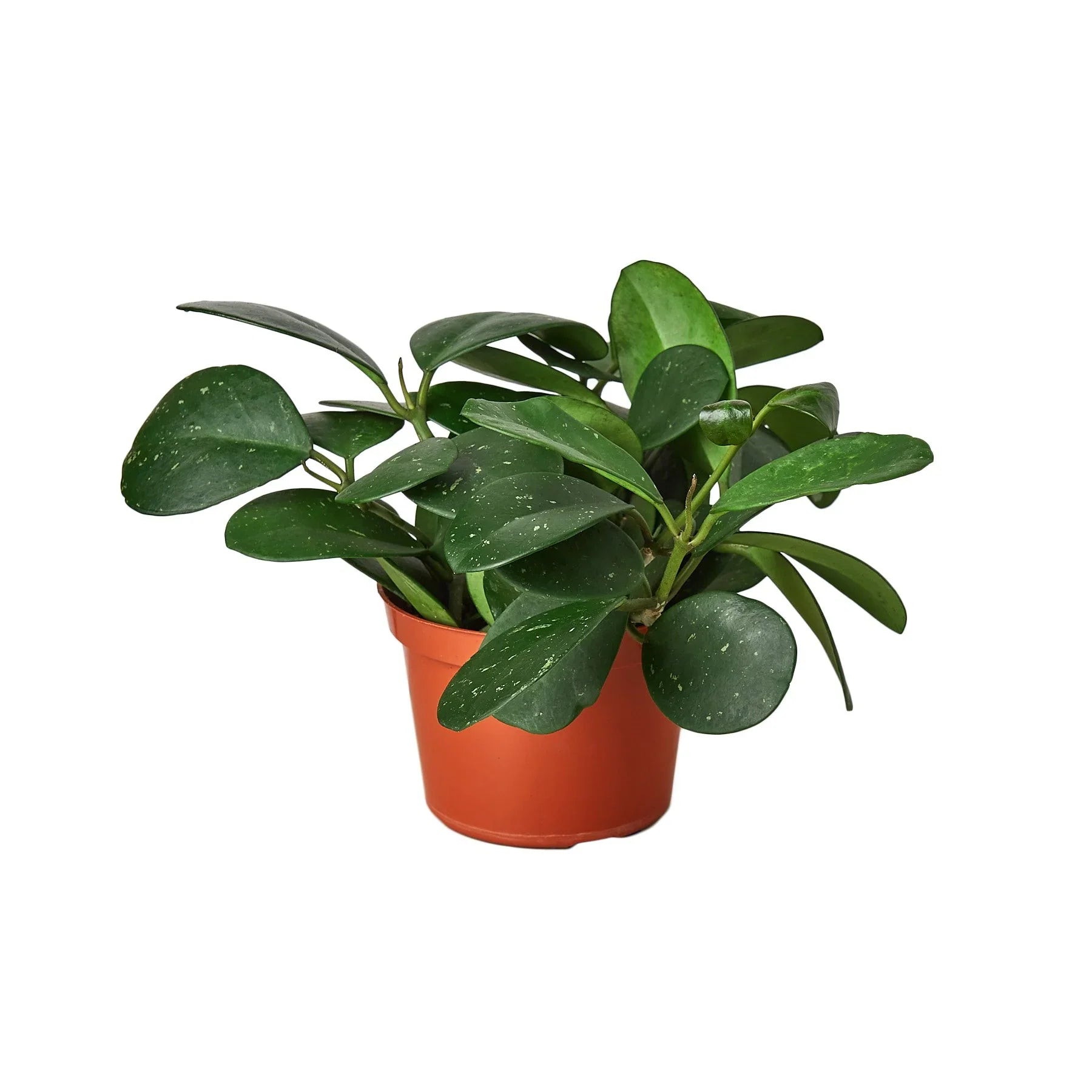 Hoya Obovata - Holiday Corner