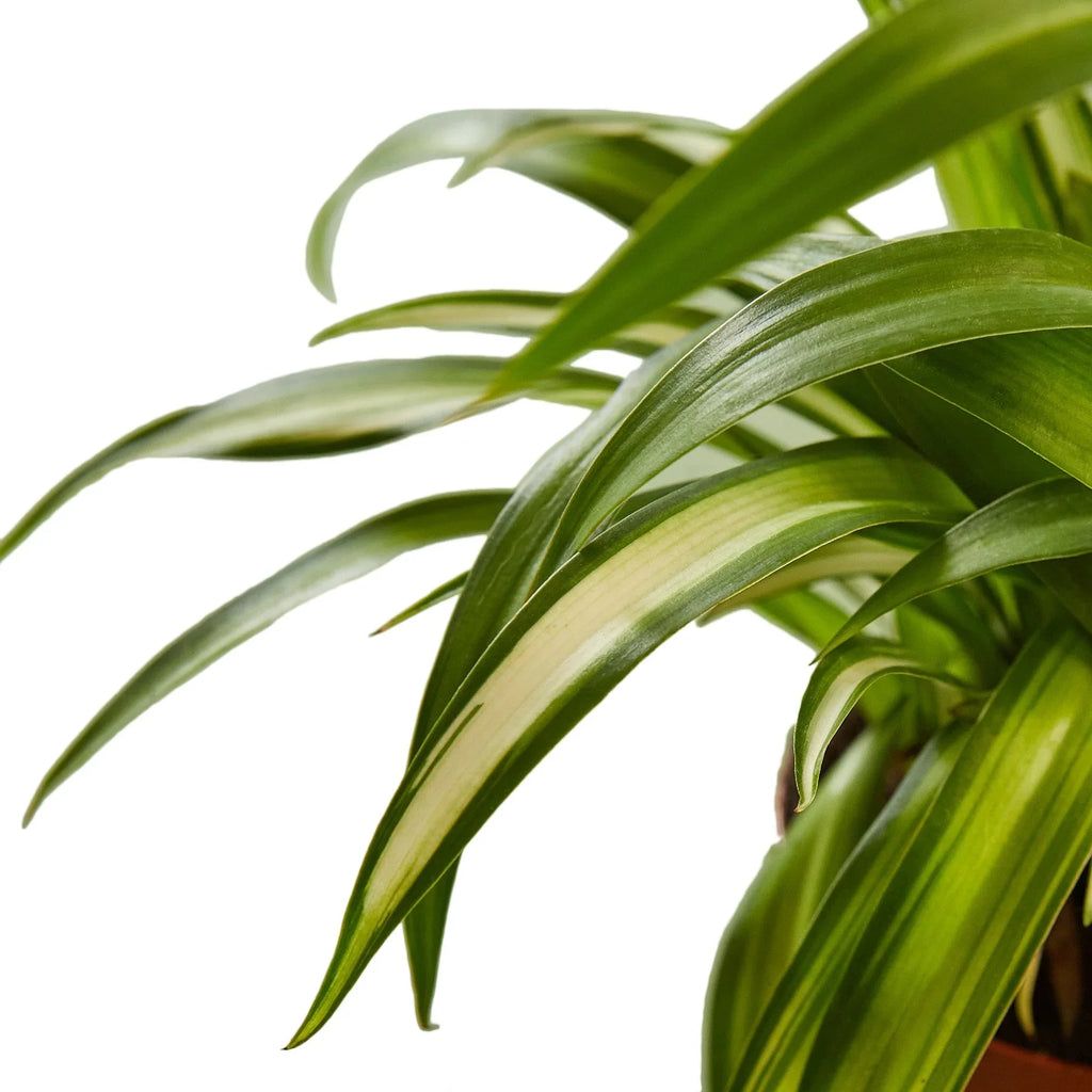Spider Plant Hawaiian - Holiday Corner