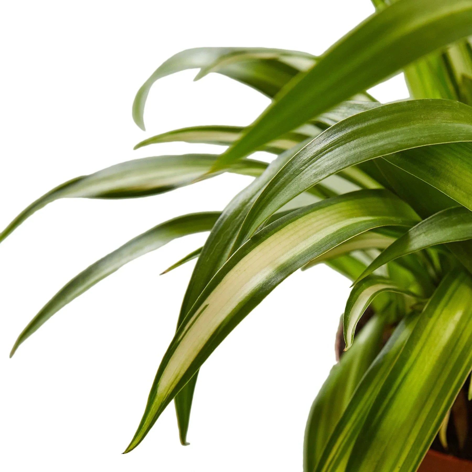 Spider Plant Hawaiian - Holiday Corner