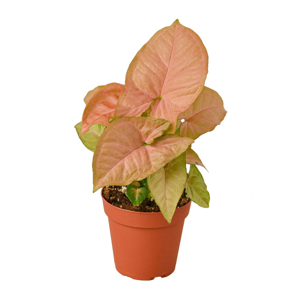 Syngonium Strawberry - Holiday Corner