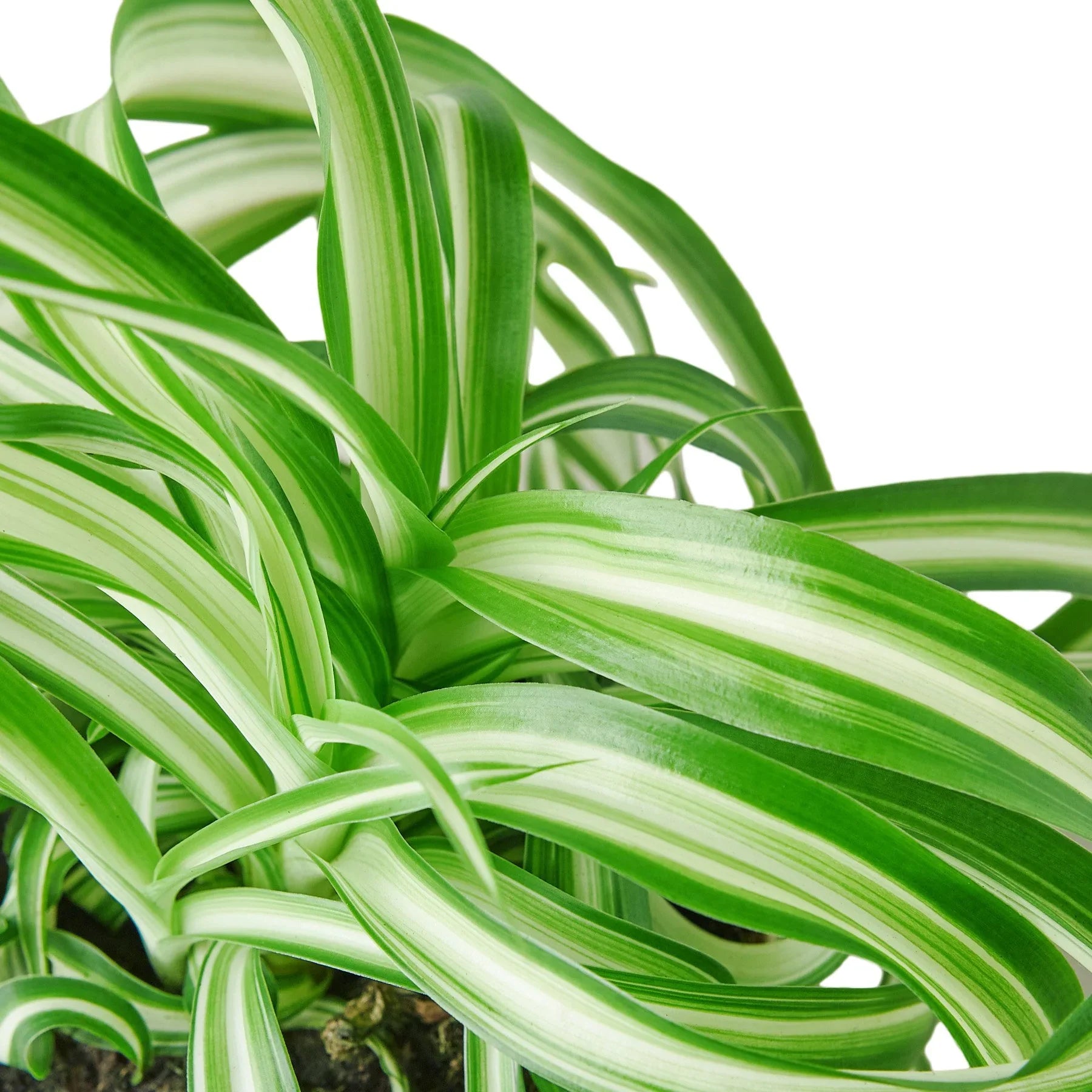 Spider Plant 'Bonnie' - Holiday Corner