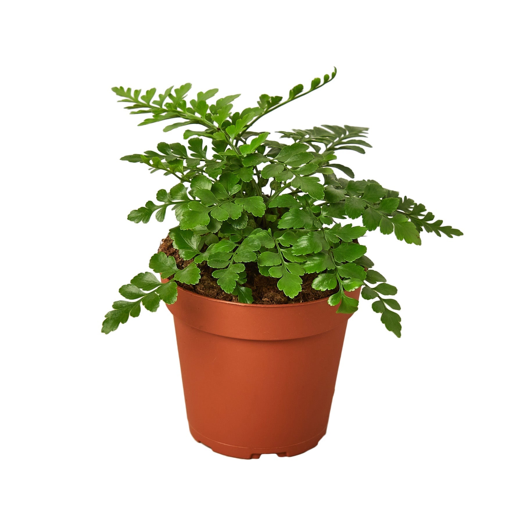 Austral Gem Fern - 4" Pot - NURSERY POT ONLY - Holiday Corner