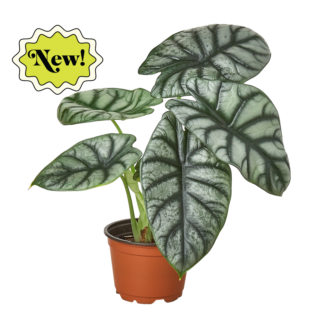 Alocasia Silver Dragon - Holiday Corner