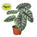 Alocasia Silver Dragon - Holiday Corner
