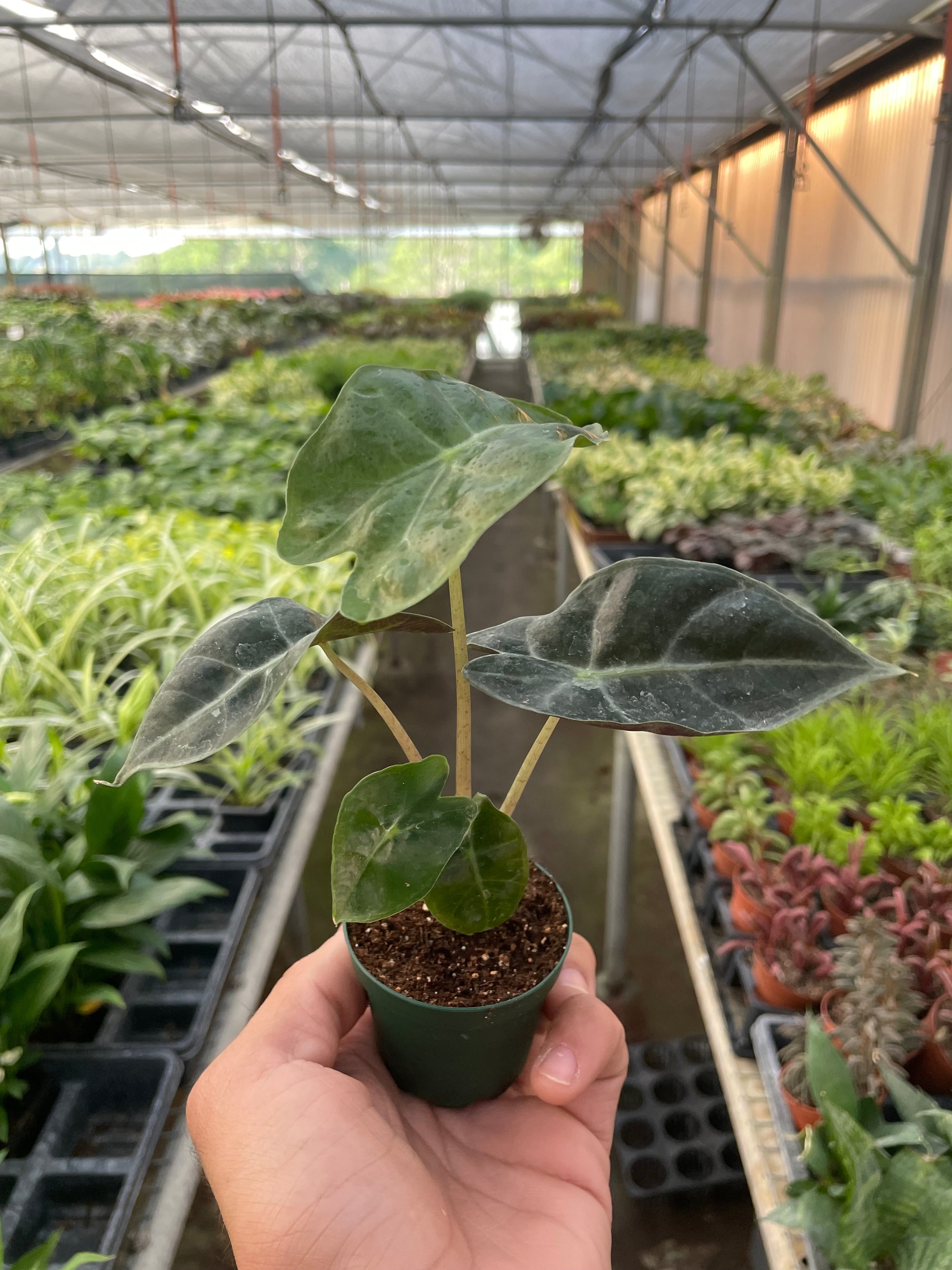 Alocasia Polly 'African Mask' - Holiday Corner