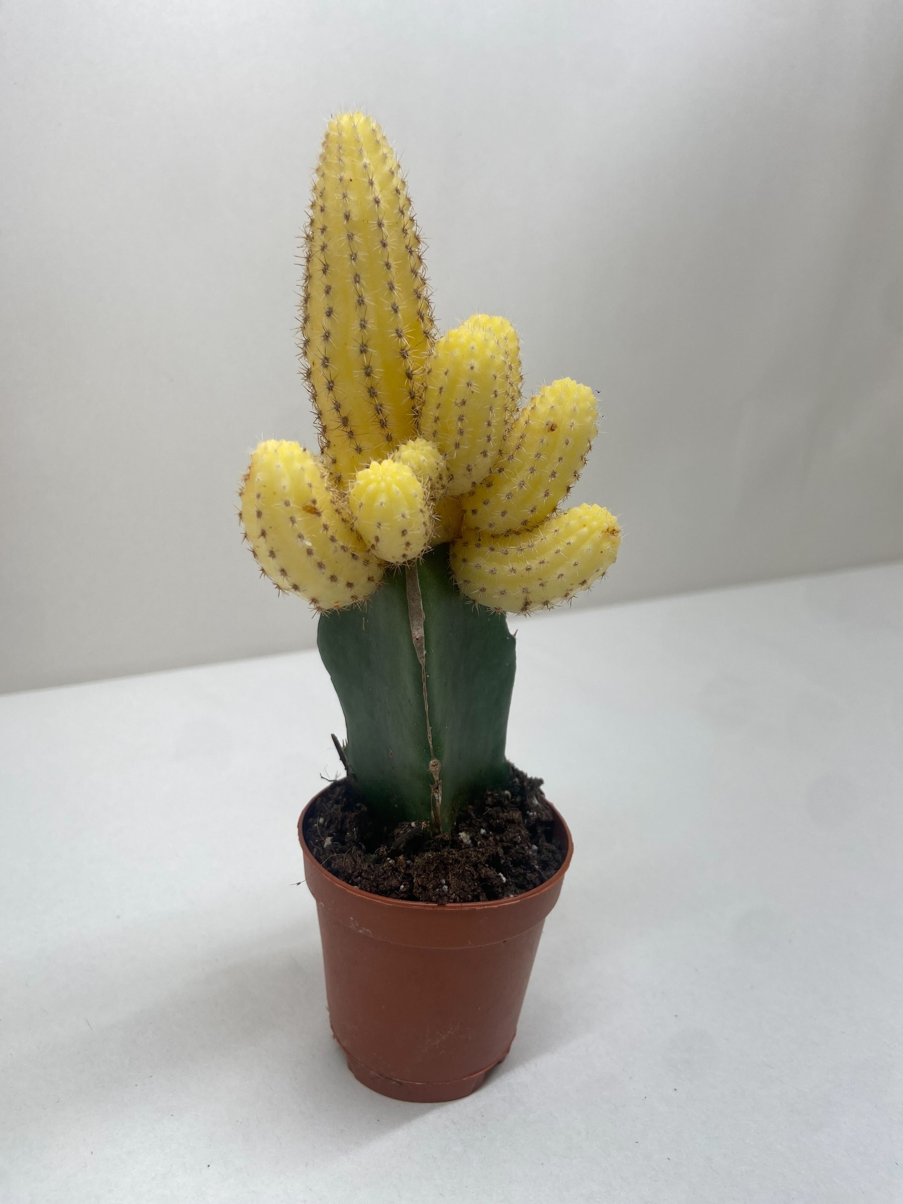Cactus Graft Yellow - Holiday Corner