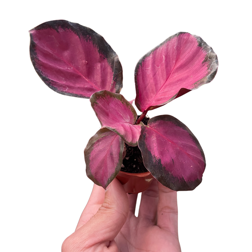 Calathea 'Purple Rose' - Holiday Corner