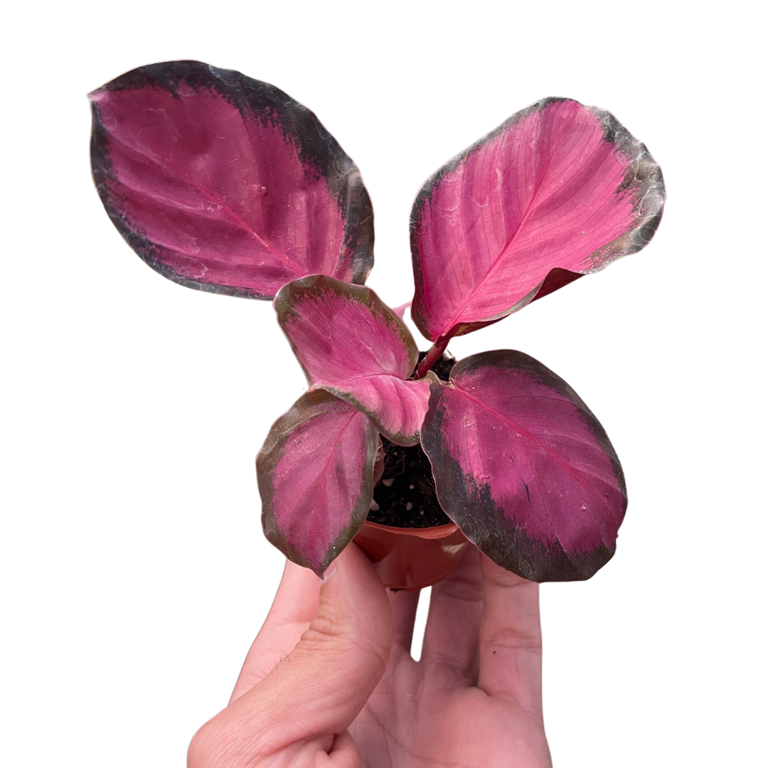 Calathea 'Purple Rose' - Holiday Corner