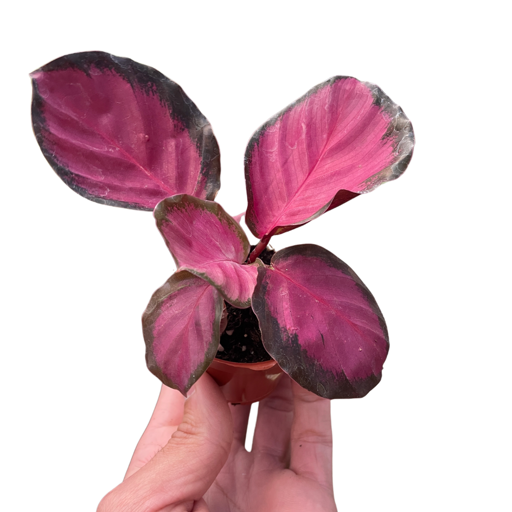 Calathea 'Purple Rose' - Holiday Corner