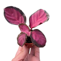 Calathea 'Purple Rose' - Holiday Corner